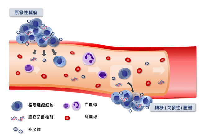 循環腫瘤細胞-癌症精準醫療檢測新趨勢