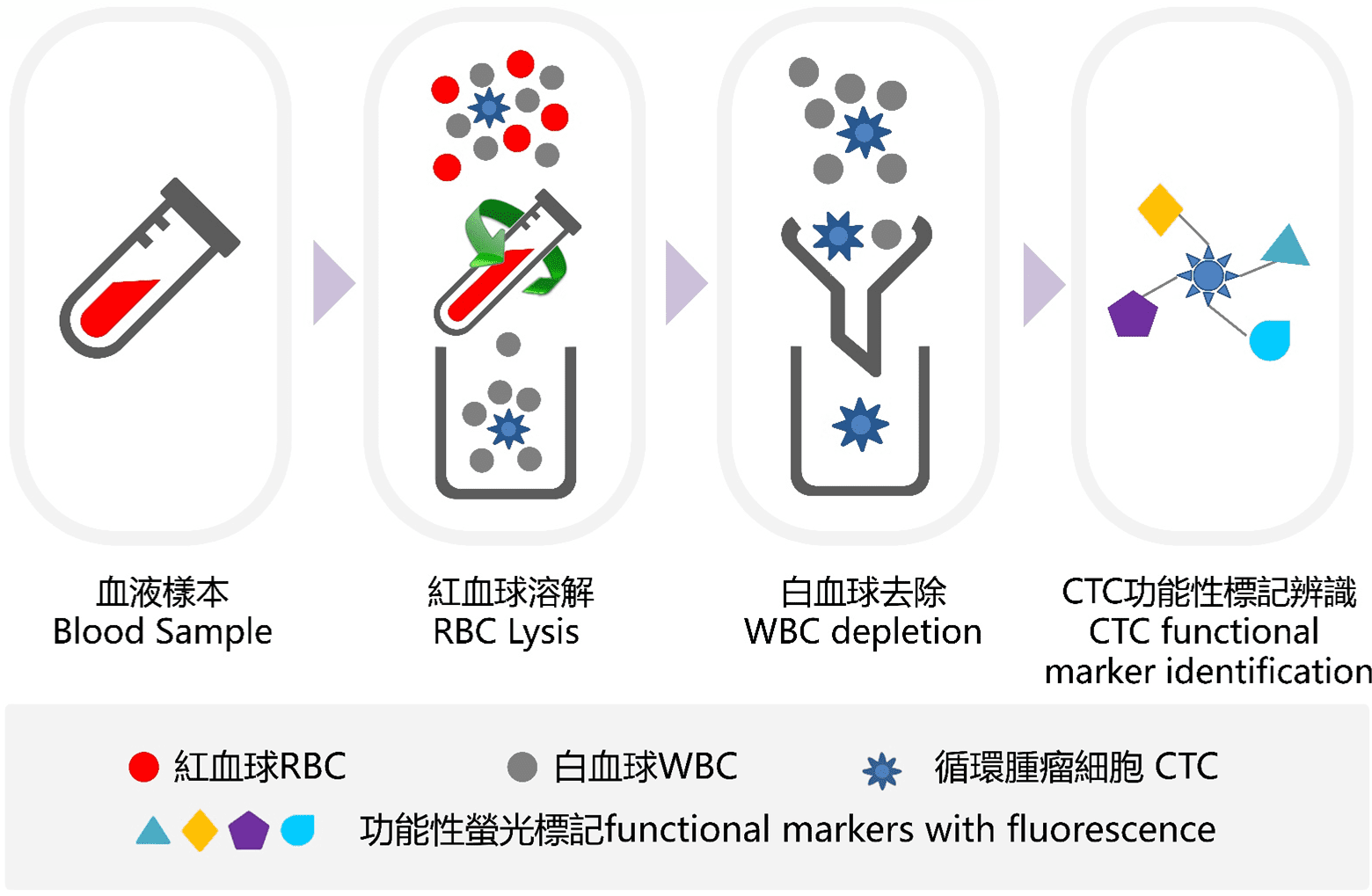 循環腫瘤細胞檢測流程示意，包含血液樣本、紅血球溶解、白血球去除與功能性標記辨識